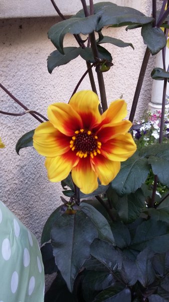 2017-06-13 17.23.38.jpg