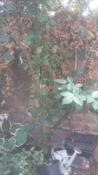 2017-07-18 14.02.44.jpg