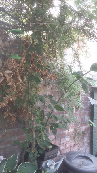 2017-07-18 14.03.41.jpg