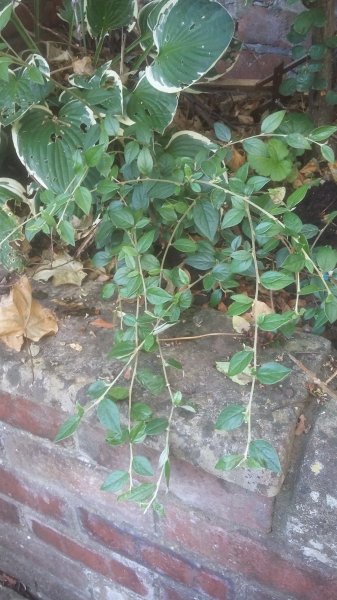 2017-07-20 18.19.23.jpg