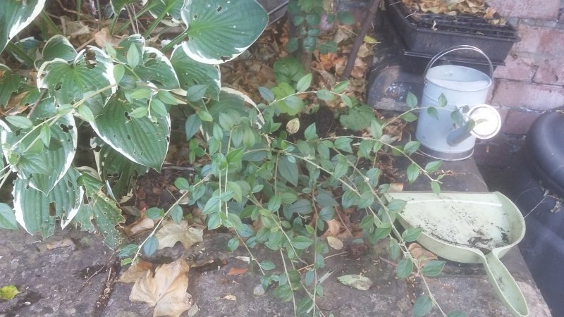 2017-07-20 18.20.04.jpg