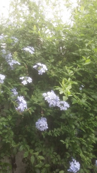 2017-08-03 14.02.13.jpg