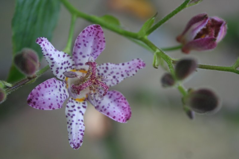 2017-08-28 15.17.22.jpg