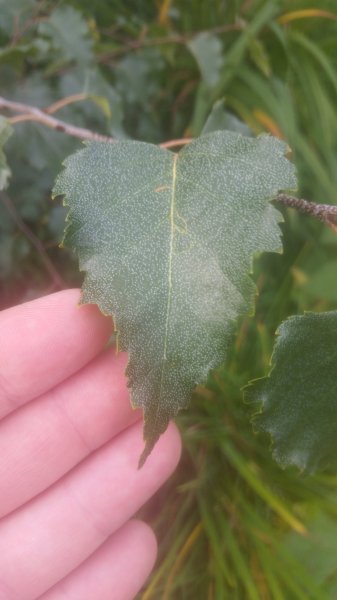 2017-10-06 15.10.46.jpg