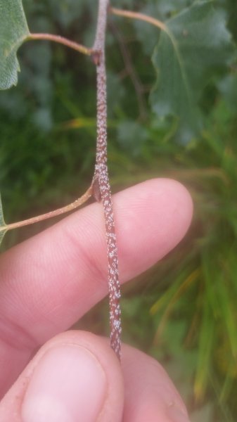 2017-10-06 15.10.57.jpg