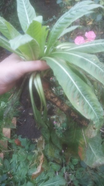 2017-10-28 17.18.13.jpg