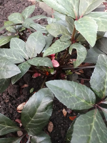 2018-01-15 16.27.52.jpg