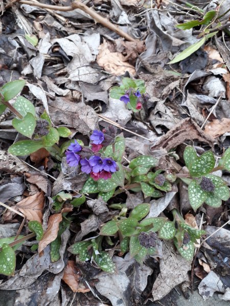 2018-04-01 12.02.56.jpg