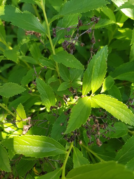 2018-05-15 14.44.10.jpg