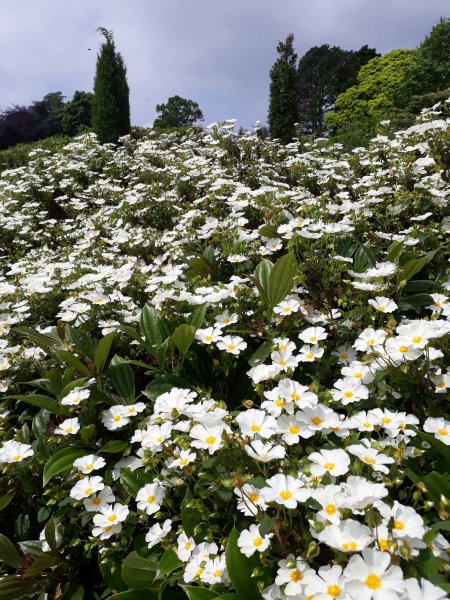 2018-05-29 13.08.22.jpg