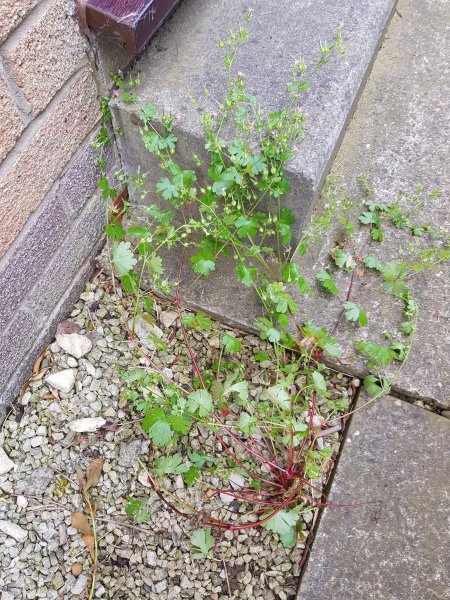 2018-06-01 14.05.48.jpg