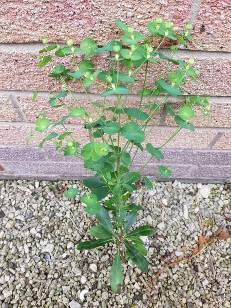 2018-06-05 10.15.52.jpg