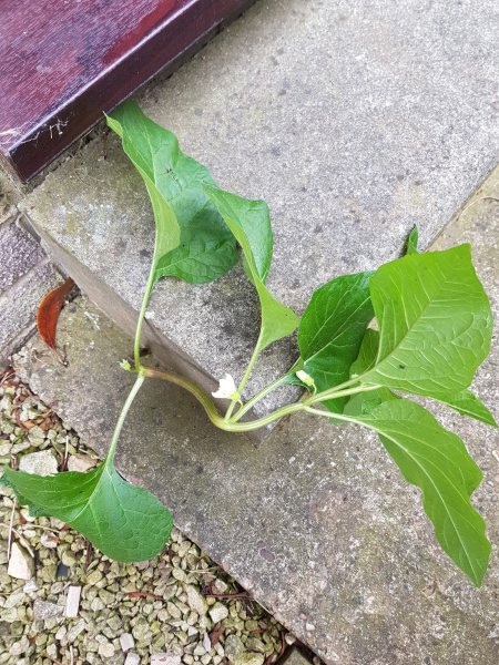 2018-06-05 10.16.06.jpg