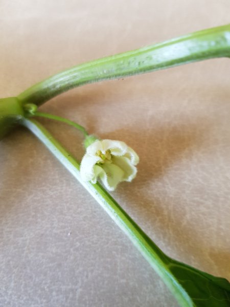 2018-06-05 13.14.12.jpg