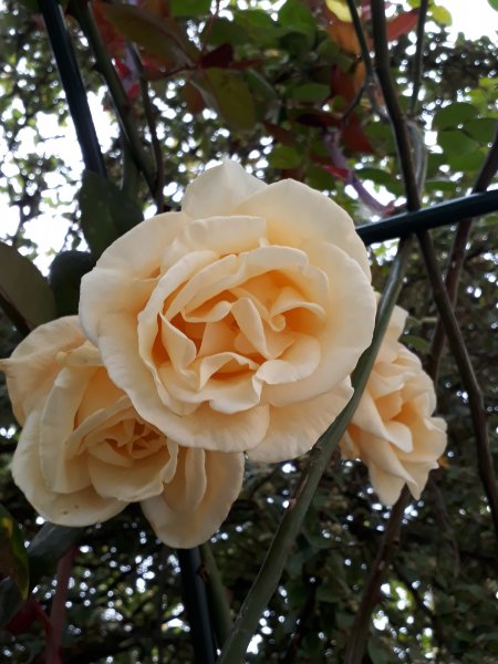 2018-07-01 16.58.15.jpg