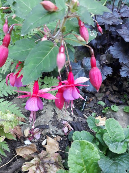 2018-07-02 19.06.32.jpg