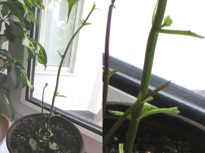 2018-08-21 09.31.03-2.jpg