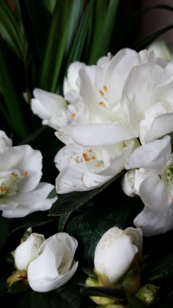 20180311_090306 (576x1024).jpg