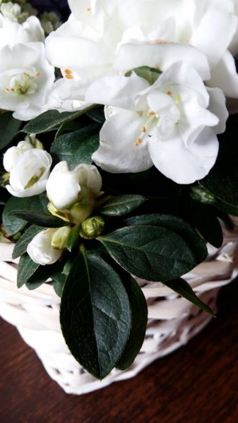 20180311_090316 (576x1024).jpg