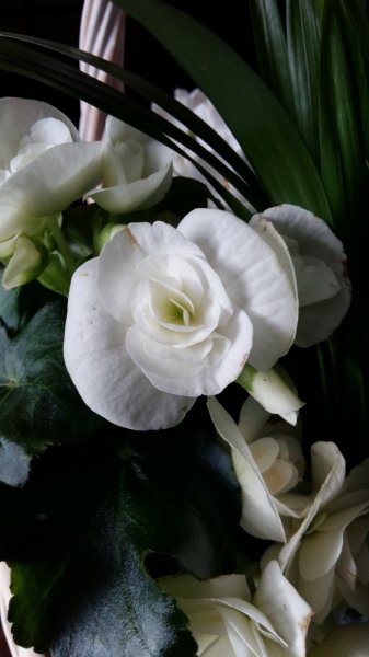 20180311_090354 (576x1024).jpg