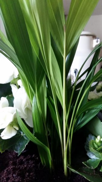 20180311_090701 (576x1024).jpg