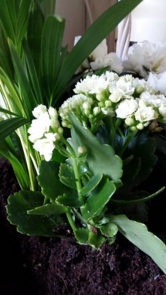 20180311_090720 (576x1024) (2).jpg