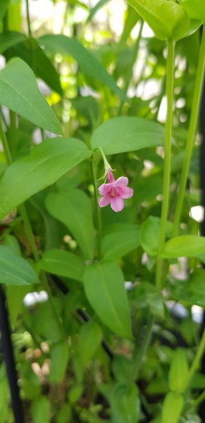 20180603_104743 - Copy.jpg