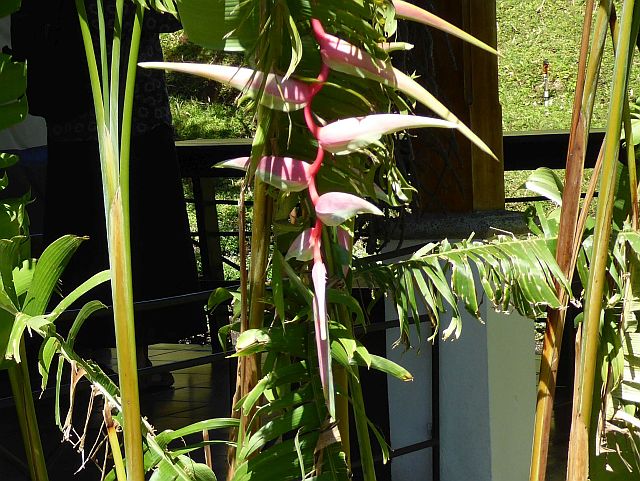 2018_02130001 H Chartacea.jpg