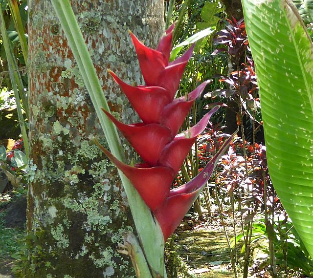 2018_02130015 H caribaea.jpg