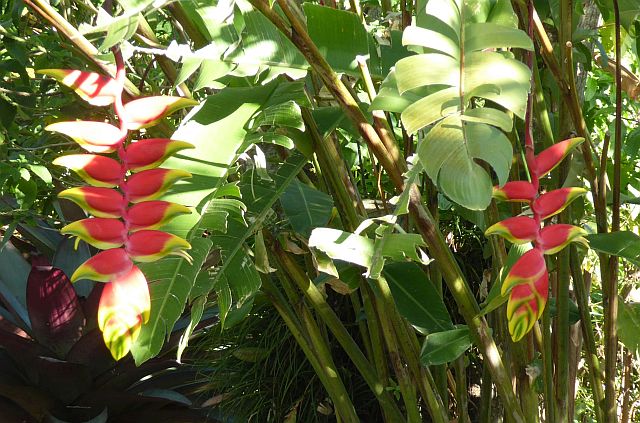 2018_02130045H Rostrata.jpg