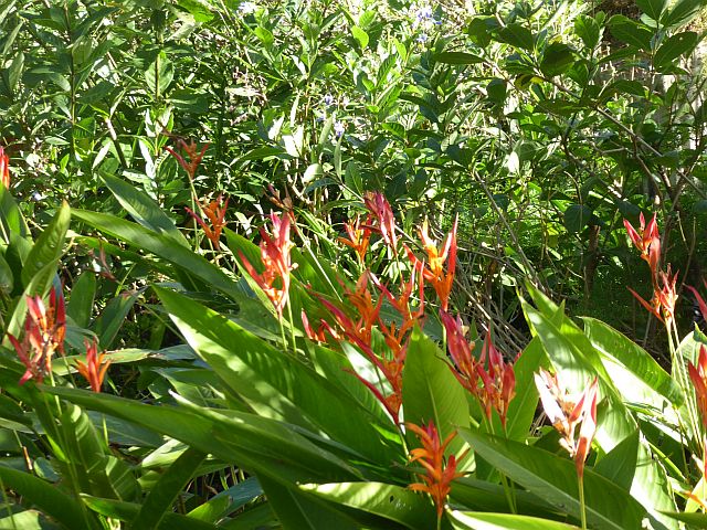 2018_02130049 H psitticorum.jpg