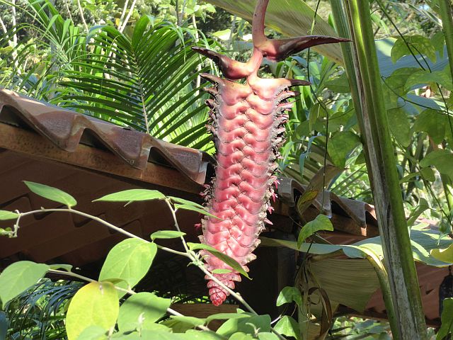 2018_02130082 H mariae.jpg