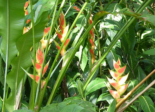 2018_02130093H wagneriana.jpg