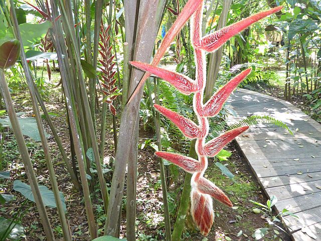 2018_02130094 H velerigera.jpg