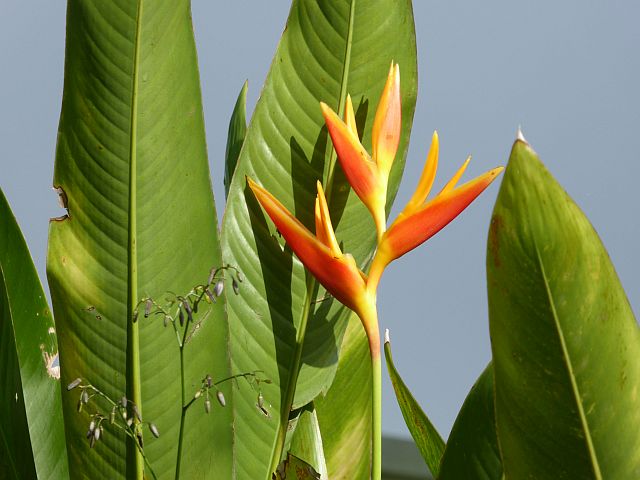 2018_02130148 H psitticorum.jpg