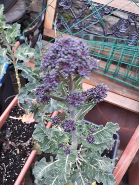 2019-03-11 17.01.33.jpg