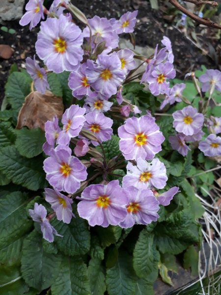 2019-03-11 17.16.14.jpg