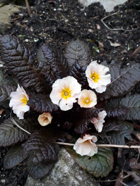 2019-03-11 17.16.19.jpg