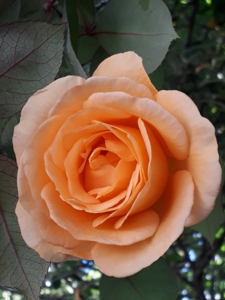 2019-05-20 14.43.16.jpg