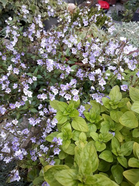 2019-06-01 19.48.05.jpg