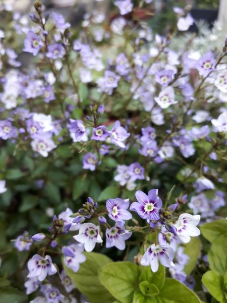 2019-06-01 19.48.12.jpg