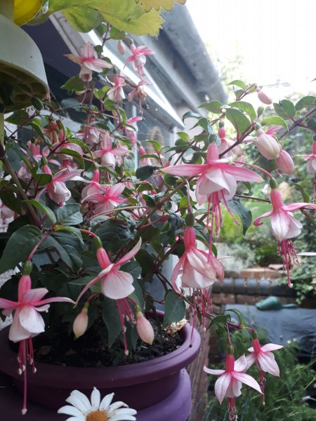 2019-07-28 17.57.54.jpg