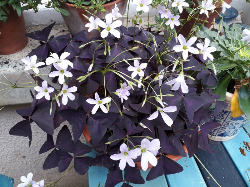 2019-08-01 12.26.57.jpg