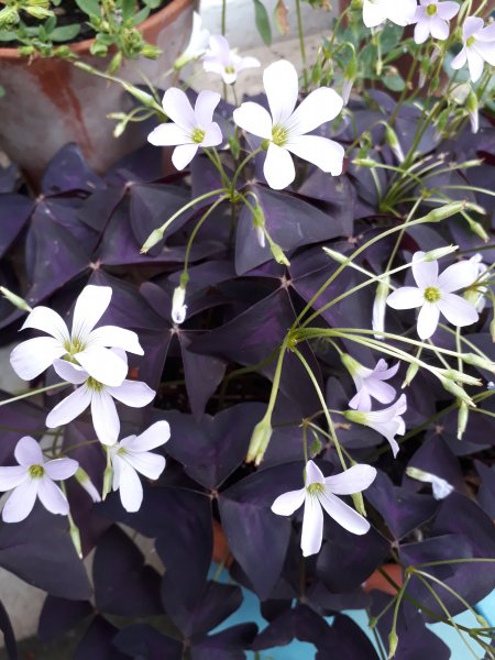 2019-08-01 12.27.10.jpg