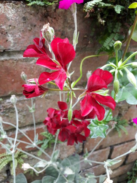 2019-08-01 13.05.20.jpg