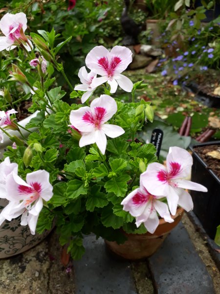 2019-08-01 13.05.27.jpg