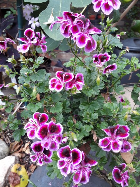 2019-08-01 13.05.33.jpg