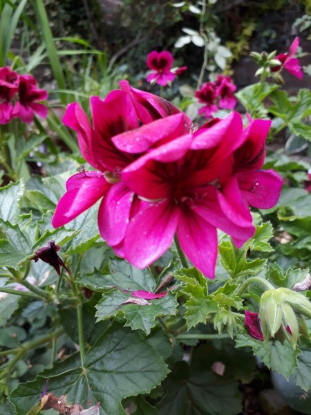 2019-08-01 13.05.44.jpg