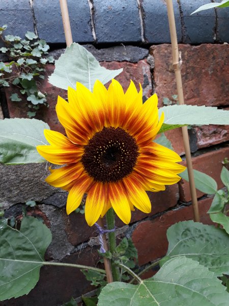 2019-08-04 16.54.27.jpg