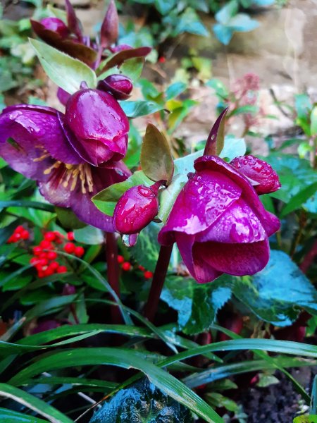 2020-01-21 13.49.45.jpg